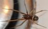 Steatoda grossa